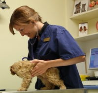 Marion Small Animal Hospital - Vet Australia