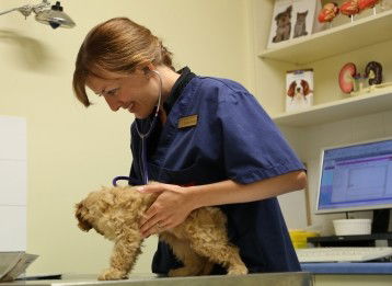 Marion Small Animal Hospital - Vet Australia 0
