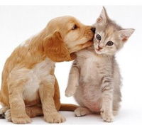 Aldgate Veterinary Clinic - Vet Australia