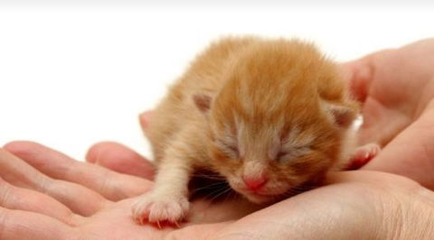 Newton Veterinary Clinic - Vet Australia 1