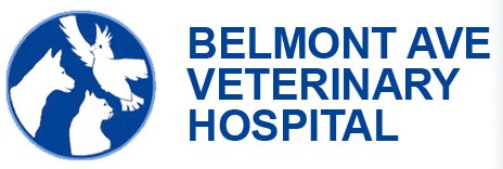 Belmont Avenue Veterinary Hospital Belmont