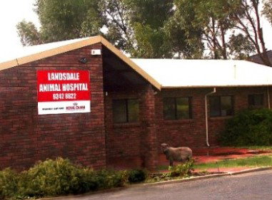 Landsdale Animal Hospital - Vet Australia 1