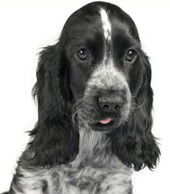 Kingsholme QLD Vet Australia