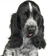 Jacobs Well Vet Surgery - Vet Australia 0