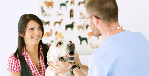 All Creatures Veterinary Centre - Vet Australia 0