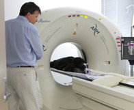 Animal Referral Hospital - Vet Australia 1