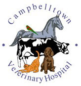 Campbelltown NSW Vet Australia