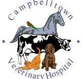 Campbelltown Veterinary Hospital - Vet Australia
