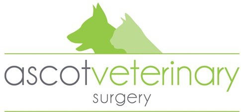 Hamilton QLD Vet Australia