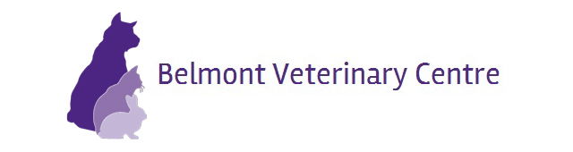 Belmont VIC Vet Australia