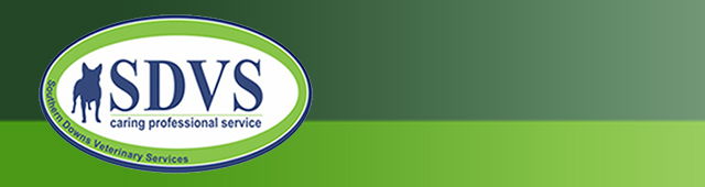 Stanthorpe QLD Vet Australia