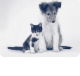 Bellingen Veterinary Hospital - Vet Australia