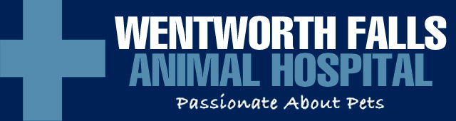 Wentworth Falls NSW Vet Australia