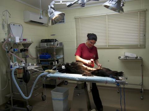 Mount Isa Veterinary Surgery - Vet Australia 6