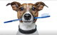Kingscliff Veterinary Hospital - thumb 2