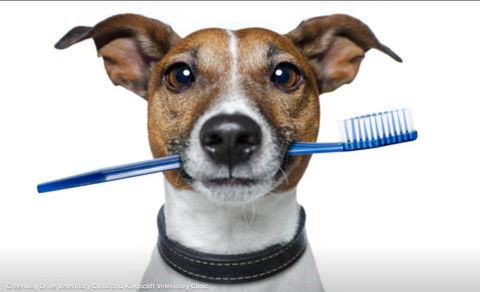 Kingscliff Veterinary Hospital - Vet Australia 2