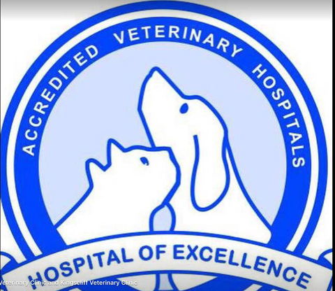 Kingscliff Veterinary Hospital - Vet Australia 4