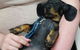 Mackay Veterinary Hospital - thumb 2