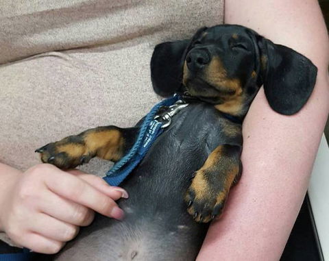 Mackay Veterinary Hospital - Vet Australia 2