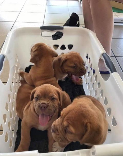 Mackay Veterinary Hospital - Vet Australia 4