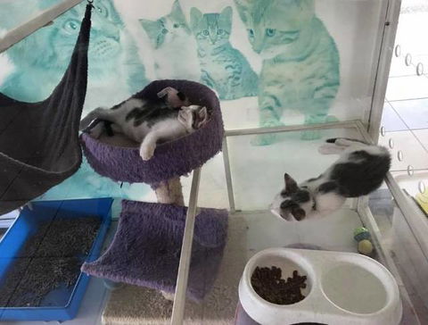Mackay Veterinary Hospital - Vet Australia 5