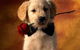 Nanango Country Vet Services - thumb 5