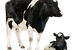 Nanango Country Vet Services - thumb 6