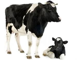 Nanango Country Vet Services - Vet Australia 6