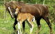 Nanango Country Vet Services - thumb 8