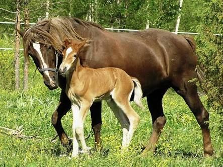 Nanango Country Vet Services - Vet Australia 8