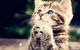 Nanango Country Vet Services - thumb 9