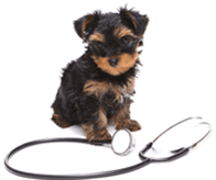 Bowen Road Vets - Vet Australia 1