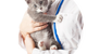 Bowen Road Vets - thumb 2