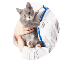 Bowen Road Vets - Vet Australia 2