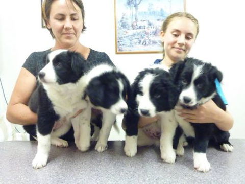 Cooroy Veterinary Surgery - Vet Australia 3