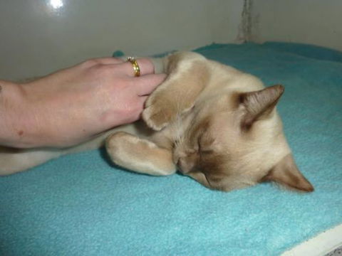 Cooroy Veterinary Surgery - Vet Australia 8