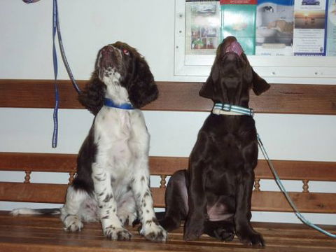 Cooroy Veterinary Surgery - Vet Australia 11