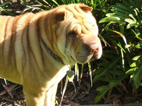 Eumundi Vet - Vet Australia 3