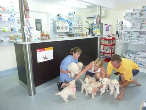 Faye McPherson - Vet Australia 1