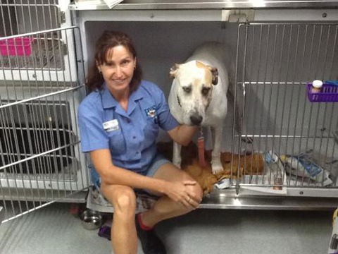 Faye McPherson - Vet Australia 3