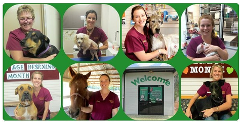 Girraween Veterinary Hospital - Vet Australia 3