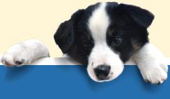 Goonoo Goonoo Road Veterinary Clinic - Vet Australia 1