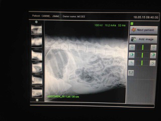 Green Point Veterinary Hospital - Vet Australia 1
