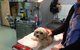 Green Point Veterinary Hospital - thumb 2