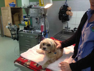 Green Point Veterinary Hospital - Vet Australia 2