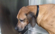 Green Point Veterinary Hospital - thumb 8