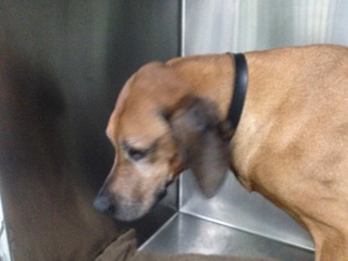 Green Point Veterinary Hospital - Vet Australia 8