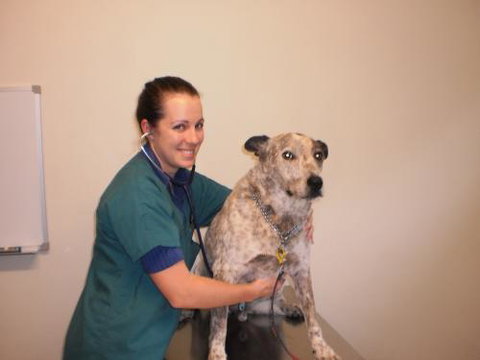 Gympie Veterinary Services - Vet Australia 2