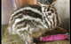 Howard Springs Veterinary Clinic - thumb 1
