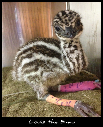 Howard Springs Veterinary Clinic - Vet Australia 1